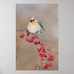 Boheemse pestvogel in de winter, Canada Poster