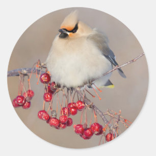 Boheemse pestvogel in de winter, Canada Ronde Sticker