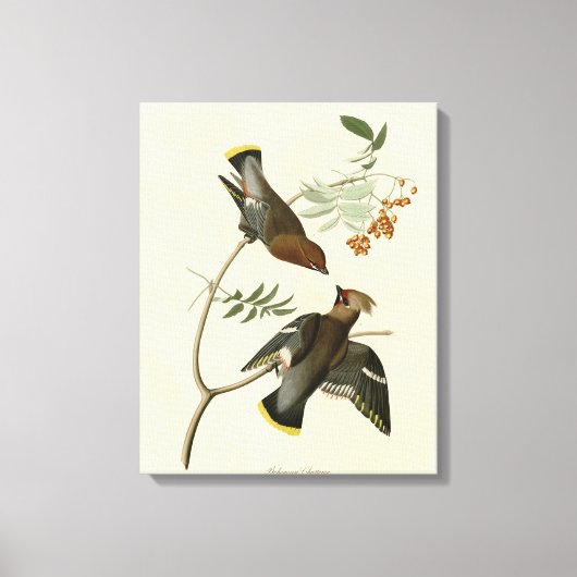 Bohemen Chatterer (Waxwing) Audubon Birds America Canvas Afdruk (Voorkant)