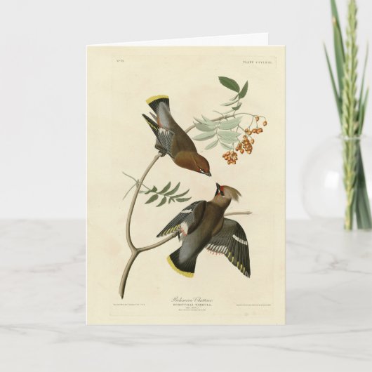 Bohemen Chatterer (Waxwing) Audubon Birds America Kaart (Voorkant)