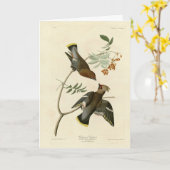 Bohemen Chatterer (Waxwing) Audubon Birds America Kaart (Gele Bloem)