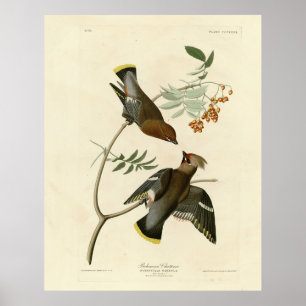 Bohemen Chatterer (Waxwing) Audubon Birds America Poster