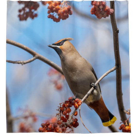 Bohemen Waxwing, Blue Sky Background Douchegordijn (Voorkant)