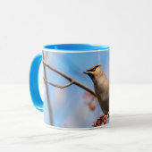 Bohemen Waxwing - Canadese wilde dieren - Foto Mok (Voorkant links)