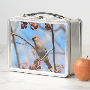 Bohemen Waxwing, Wildlife Avian Photography