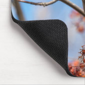 Bohemen Waxwing, Wildlife Avian Photography Muismat (Hoek)