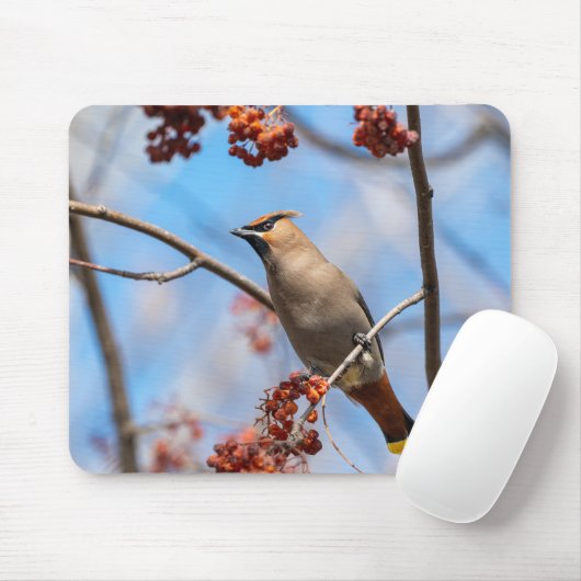 Bohemen Waxwing, Wildlife Avian Photography Muismat (Met muis)