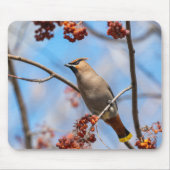 Bohemen Waxwing, Wildlife Avian Photography Muismat (Voorkant)