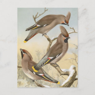 Bohemian Waxwing Bird Illustration Briefkaart