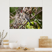 Bohemian Waxwing, Canadees Vogelaar Poster (Keuken)