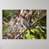Bohemian Waxwing, Canadees Vogelaar Poster (Voorkant)