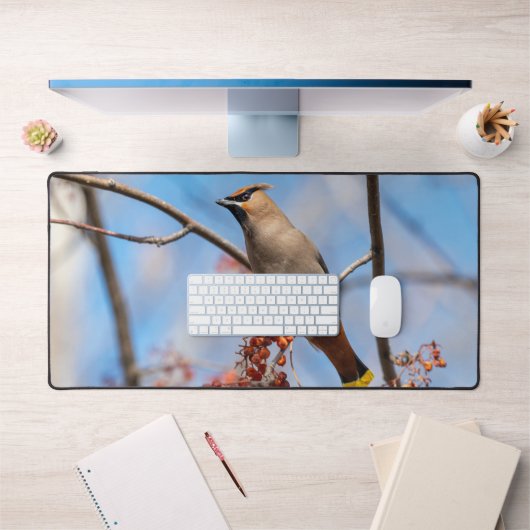 Bohemian Waxwing, Canadese vogelfotografie Bureaumat (Kantoor 1)