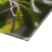 Bohemian Waxwing, Canadese vogelfotografie Snijplank (Hoek)