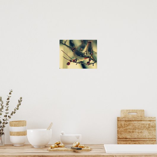 Bohemian Waxwing Poster (Keuken)