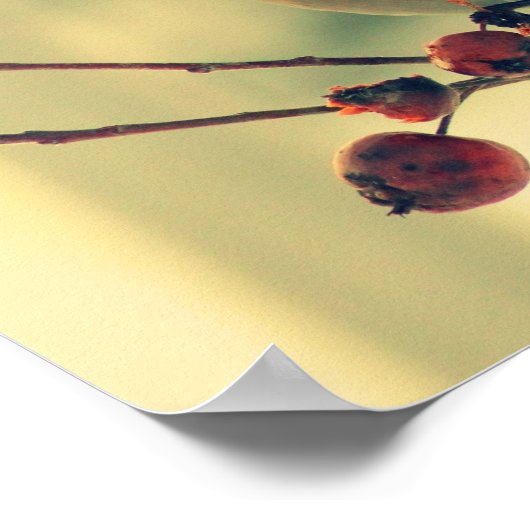 Bohemian Waxwing Poster (Hoek)