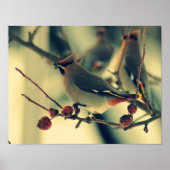 Bohemian Waxwing Poster (Voorkant)