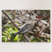 Bohemian Waxwing, rust op een tak Legpuzzel (Horizontaal)