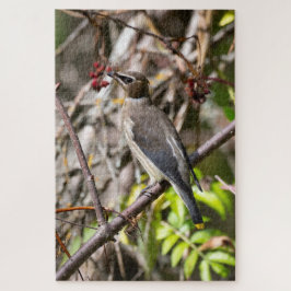 Bohemian Waxwing, rust op een tak Legpuzzel