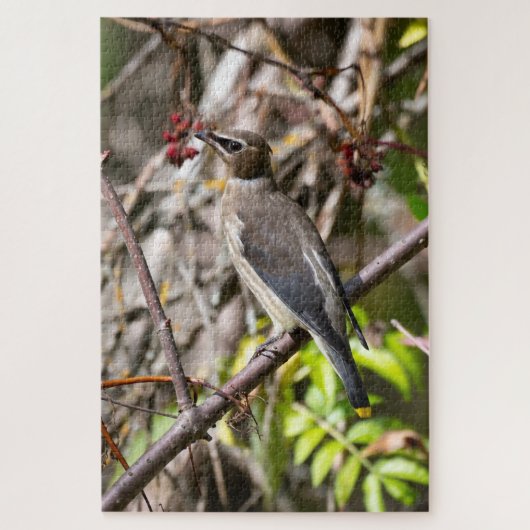 Bohemian Waxwing, rust op een tak Legpuzzel (Verticaal)