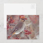 Bohemian Waxwings Briefkaart (Voorkant / Achterkant)