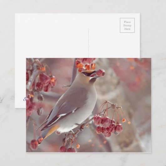 Bohemian Waxwings Briefkaart (Voorkant / Achterkant)