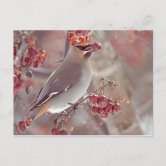 Bohemian Waxwings Briefkaart