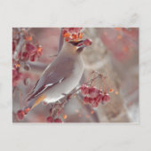 Bohemian Waxwings Briefkaart (Voorkant)