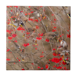 Bohemian Waxwings Feeding On Mountain Ash Tegeltje