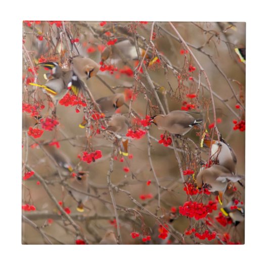 Bohemian Waxwings Feeding On Mountain Ash Tegeltje (Voorkant)
