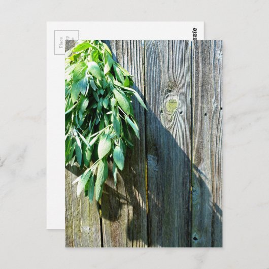 Boho botanical herb bladeren rustic Barn-wood Briefkaart (Voorkant / Achterkant)