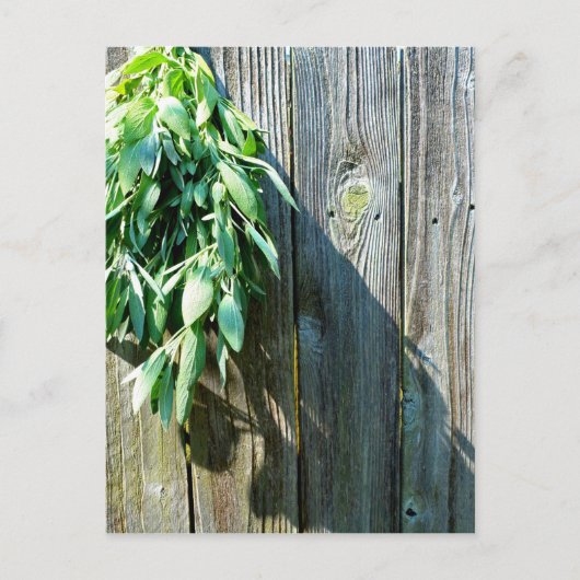 Boho botanical herb bladeren rustic Barn-wood Briefkaart (Voorkant)