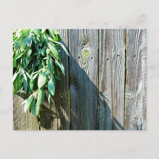 Boho botanical herb bladeren rustic Barn-wood Briefkaart (Voorkant)