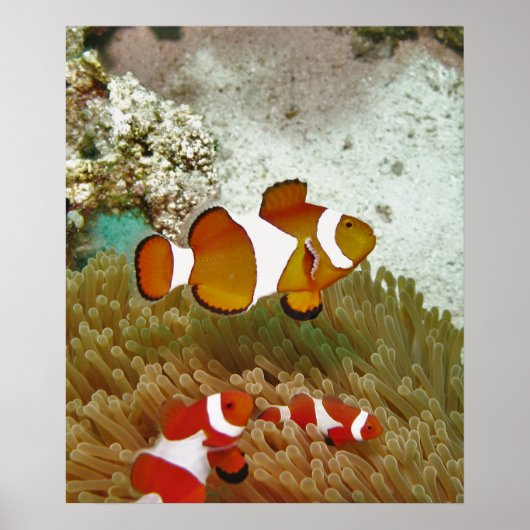 Bohol Clown Fish Family Poster (Voorkant)