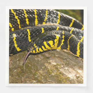 Boiga dendrophila of mangrove slang servetten