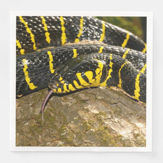 Boiga dendrophila of mangrove slang servetten (Voorkant)