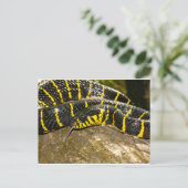 Boiga dendrophila of mangrove snake briefkaart (Staand voorkant)