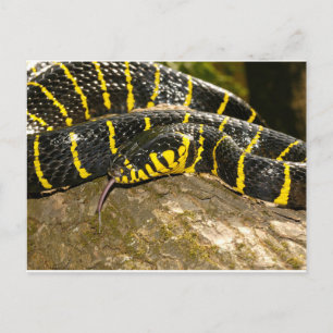 Boiga dendrophila of mangrove snake briefkaart