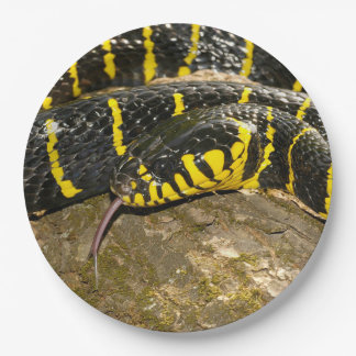 Boiga dendrophila of mangrove snake papieren bordje