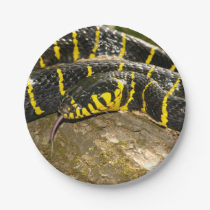 Boiga dendrophila of mangrove snake papieren bordje