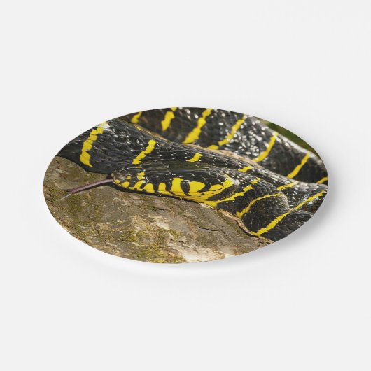 Boiga dendrophila of mangrove snake papieren bordje (Gekanteld)