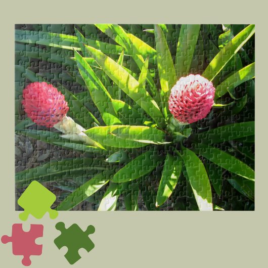 Bok Gardens Florida Roze Tropische Bromeliad Flowe Legpuzzel