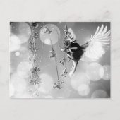 Bokeh Bubbles Flying Hummingbird - B&W Briefkaart (Voorkant)