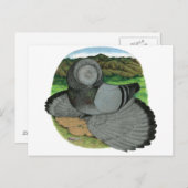 Bokhara Trumpeter: blauw Briefkaart (Voorkant / Achterkant)