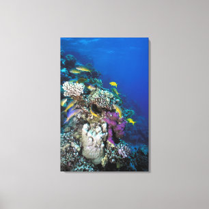 Bokkenvissen zwermen rond kleine koraal canvas afdruk