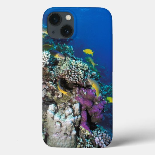 Bokkenvissen zwermen rond kleine koraal Case-Mate iPhone case (Achterkant)