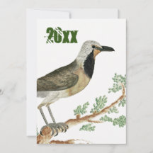 Bokmakierie | Bird Animation Jigsaw Grandma