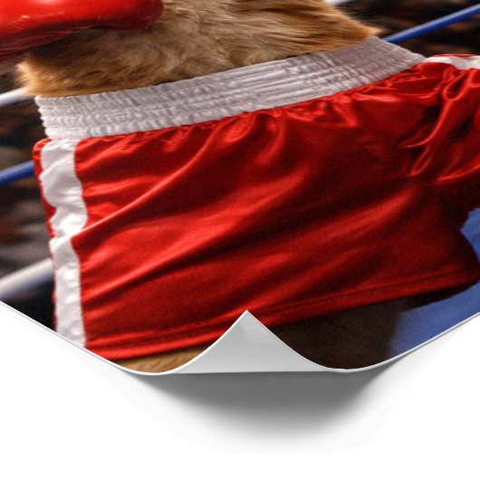 Boksende Katten Poster (Hoek)