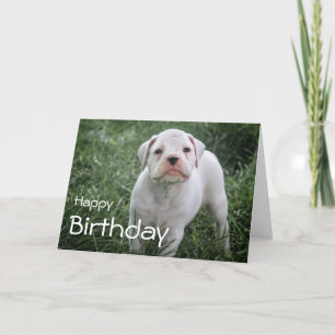 Bokser Happy Birthday Kaart