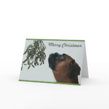 Bokser Hond Jolie met Mistletoe