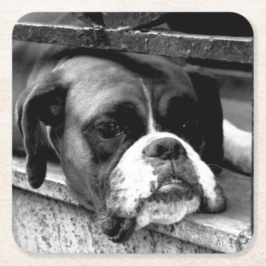 Bokser hond op vensterbank coastercana kartonnen onderzetters (Voorkant)